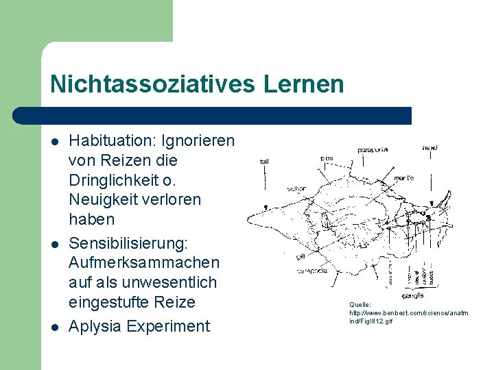 Nichtassoziatives Lernen l l l Habituation: Ignorieren von Reizen die Dringlichkeit o. Neuigkeit verloren