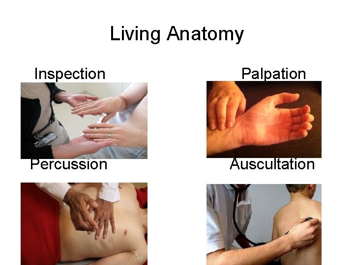 Living Anatomy Inspection Palpation Percussion Auscultation 