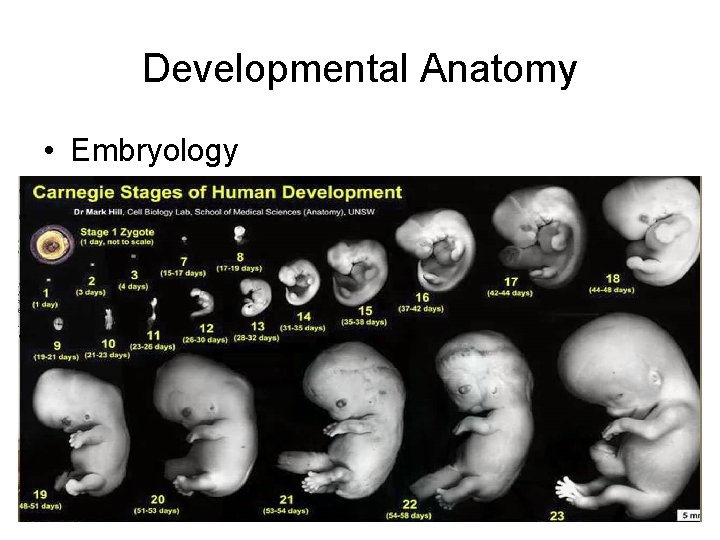 Developmental Anatomy • Embryology 