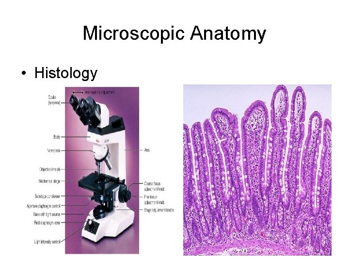 Microscopic Anatomy • Histology 