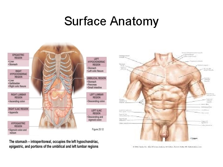 Surface Anatomy 