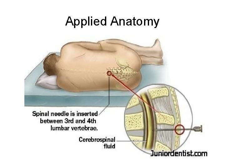 Applied Anatomy 