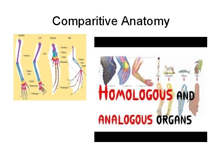 Comparitive Anatomy 