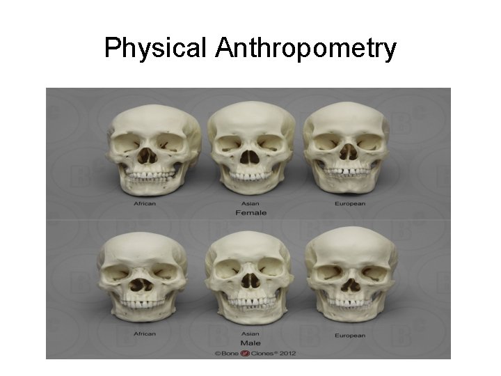 Physical Anthropometry 