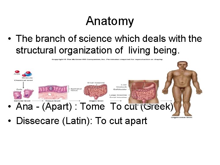 Anatomy • The branch of science which deals with the structural organization of living