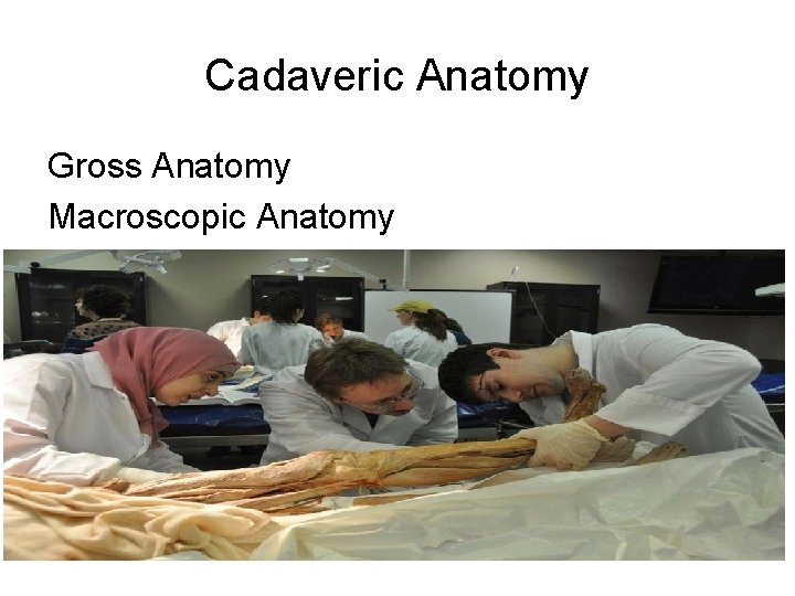 Cadaveric Anatomy Gross Anatomy Macroscopic Anatomy 