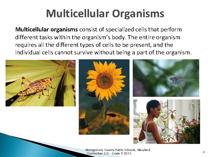 Multicellular Organisms Multicellular organisms consist of specialized cells that perform different tasks within the