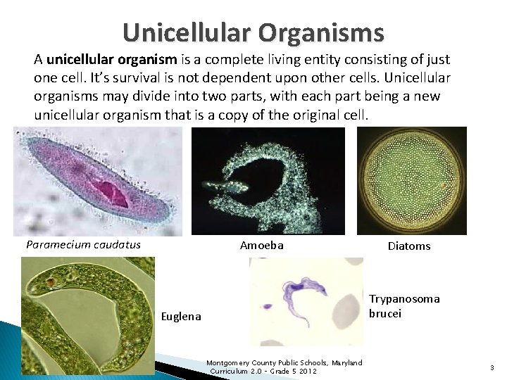 Unicellular Organisms A unicellular organism is a complete living entity consisting of just one