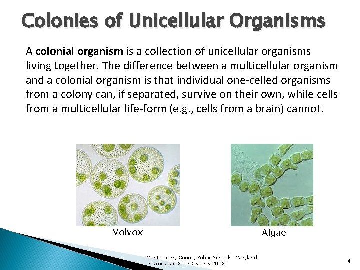 Colonies of Unicellular Organisms A colonial organism is a collection of unicellular organisms living