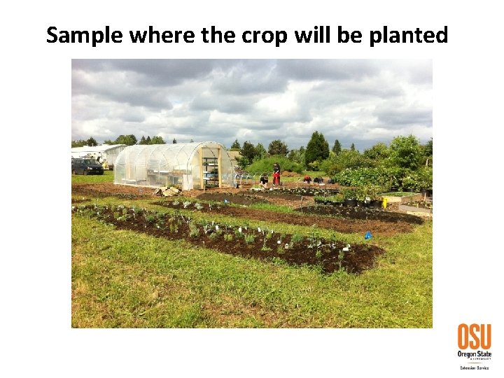 Sample where the crop will be planted 