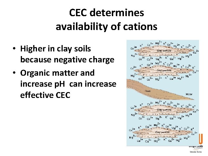 CEC determines availability of cations • Higher in clay soils because negative charge •