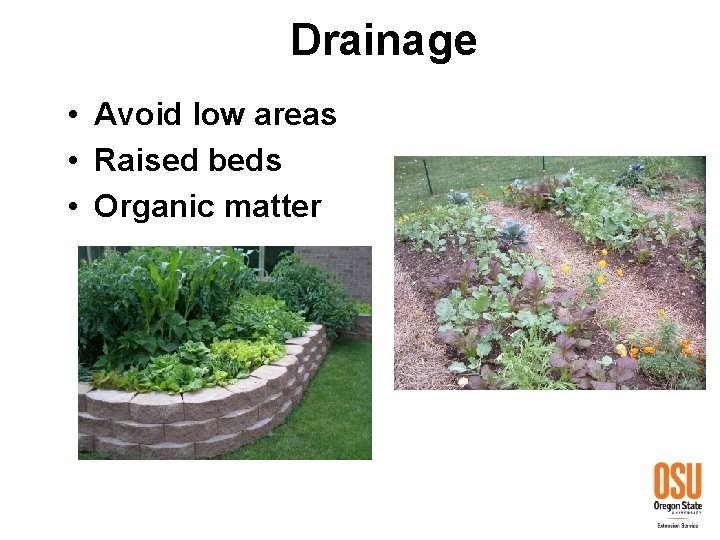 Drainage • Avoid low areas • Raised beds • Organic matter 