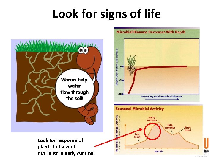 Look for signs of life Look for response of plants to flush of nutrients