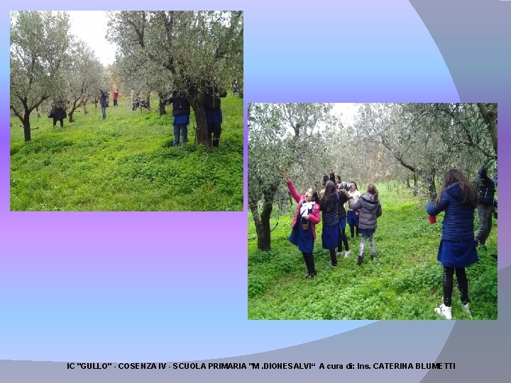 IC "GULLO" - COSENZA IV - SCUOLA PRIMARIA "M. DIONESALVI“ A cura di: Ins.