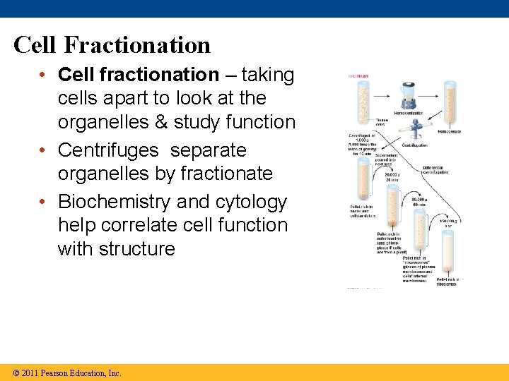 Cell Fractionation • Cell fractionation – taking cells apart to look at the organelles