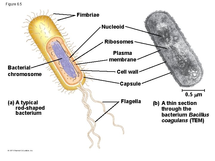 Figure 6. 5 Fimbriae Nucleoid Ribosomes Plasma membrane Bacterial chromosome Cell wall Capsule 0.