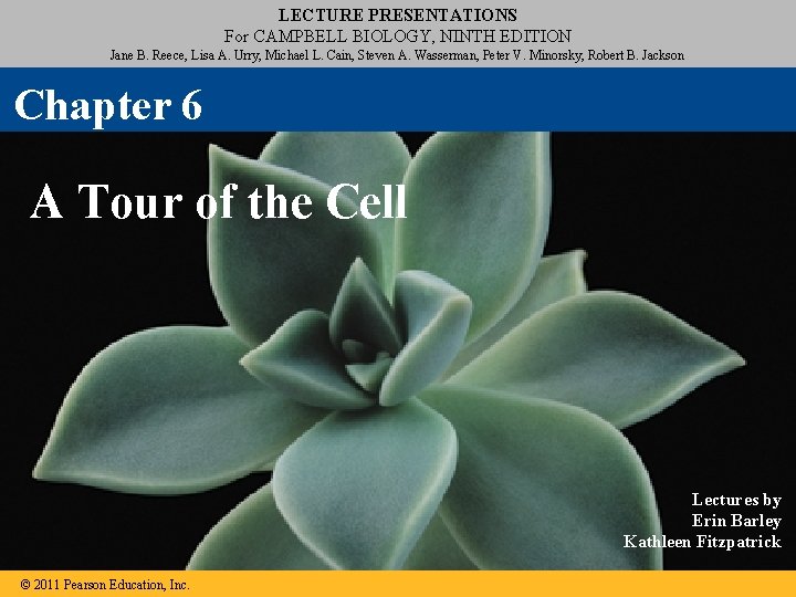 LECTURE PRESENTATIONS For CAMPBELL BIOLOGY, NINTH EDITION Jane B. Reece, Lisa A. Urry, Michael