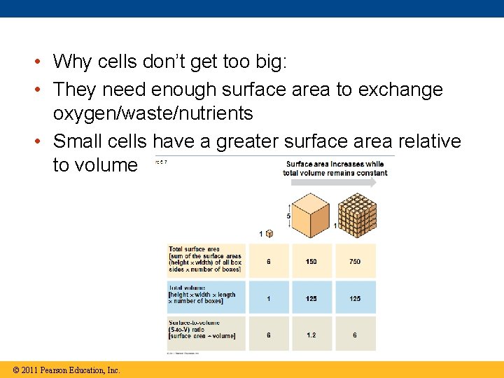  • Why cells don’t get too big: • They need enough surface area