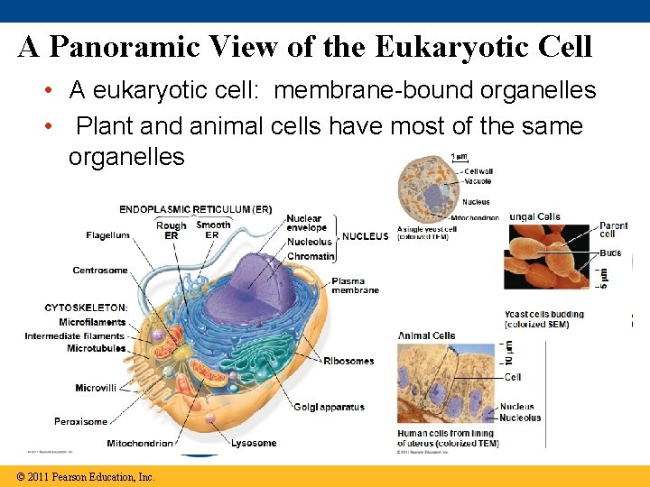 A Panoramic View of the Eukaryotic Cell • A eukaryotic cell: membrane-bound organelles •