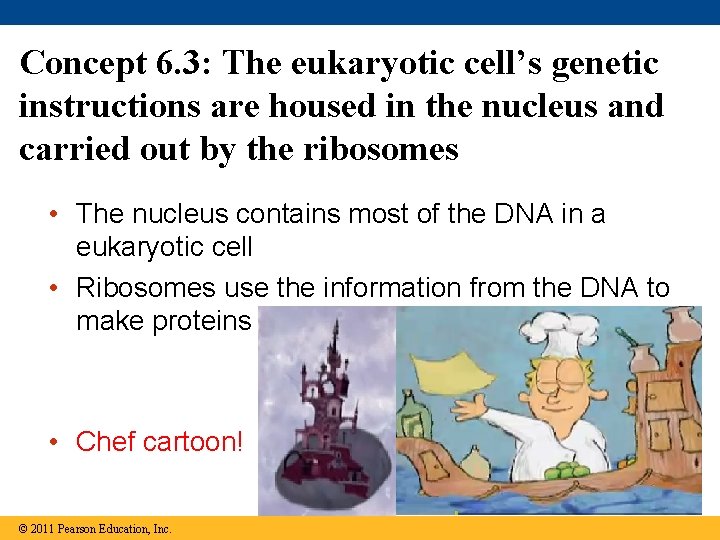 Concept 6. 3: The eukaryotic cell’s genetic instructions are housed in the nucleus and