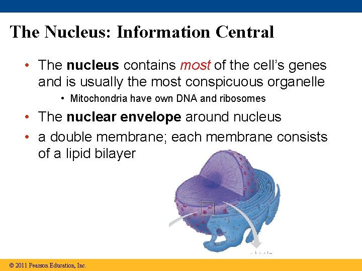 The Nucleus: Information Central • The nucleus contains most of the cell’s genes and