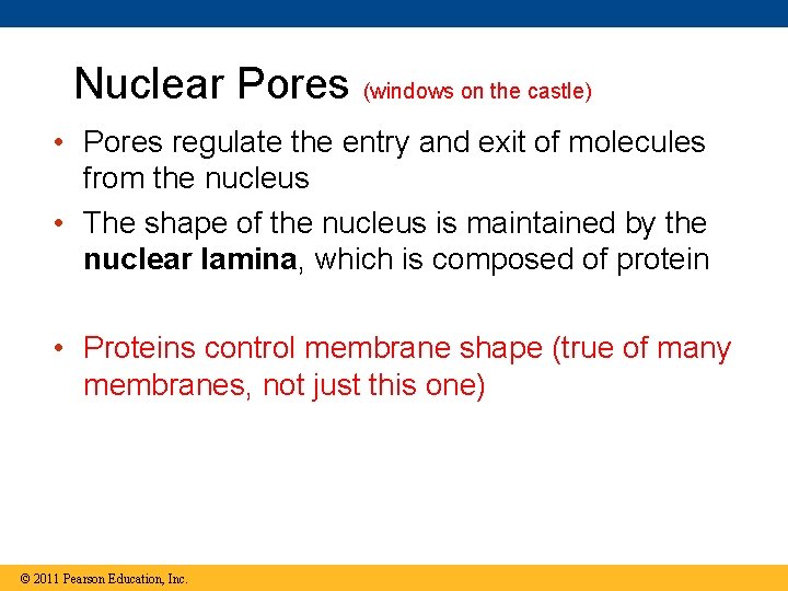 Nuclear Pores (windows on the castle) • Pores regulate the entry and exit of