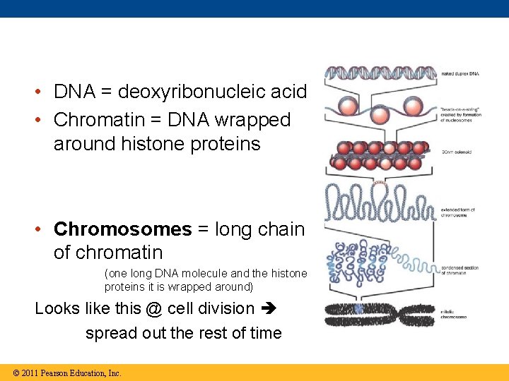  • DNA = deoxyribonucleic acid • Chromatin = DNA wrapped around histone proteins