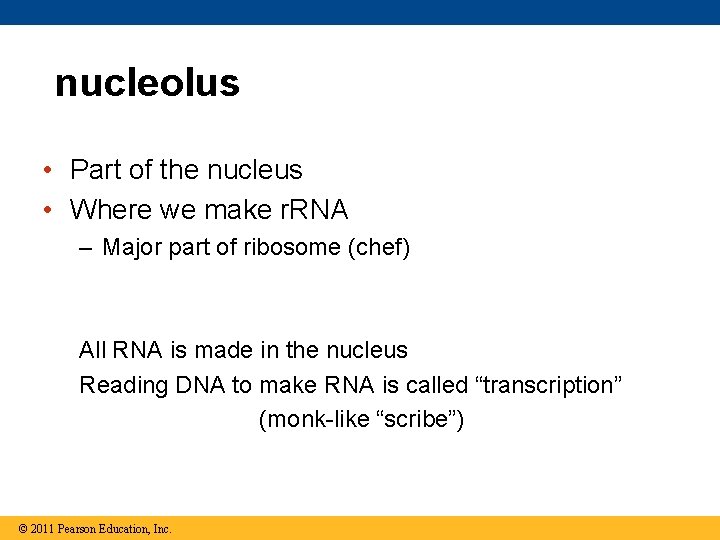 nucleolus • Part of the nucleus • Where we make r. RNA – Major