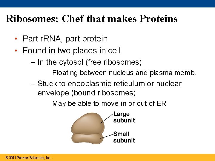 Ribosomes: Chef that makes Proteins • Part r. RNA, part protein • Found in