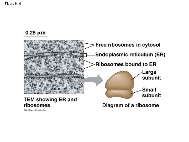 Figure 6. 10 0. 25 m Free ribosomes in cytosol Endoplasmic reticulum (ER) Ribosomes