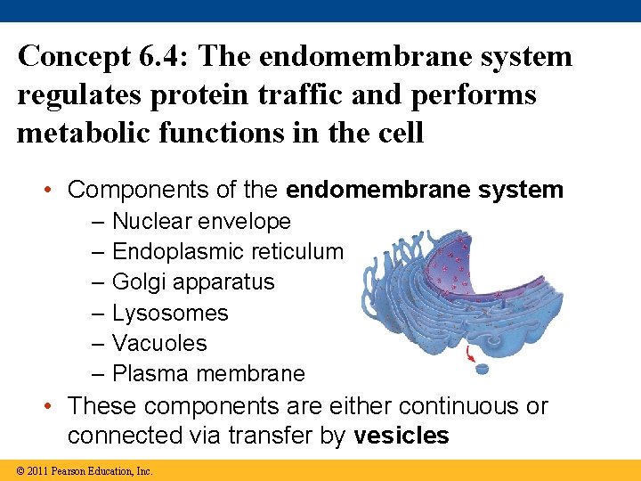 Concept 6. 4: The endomembrane system regulates protein traffic and performs metabolic functions in