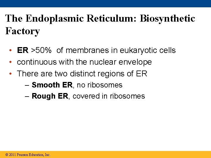 The Endoplasmic Reticulum: Biosynthetic Factory • ER >50% of membranes in eukaryotic cells •