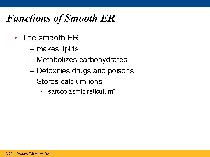 Functions of Smooth ER • The smooth ER – makes lipids – Metabolizes carbohydrates