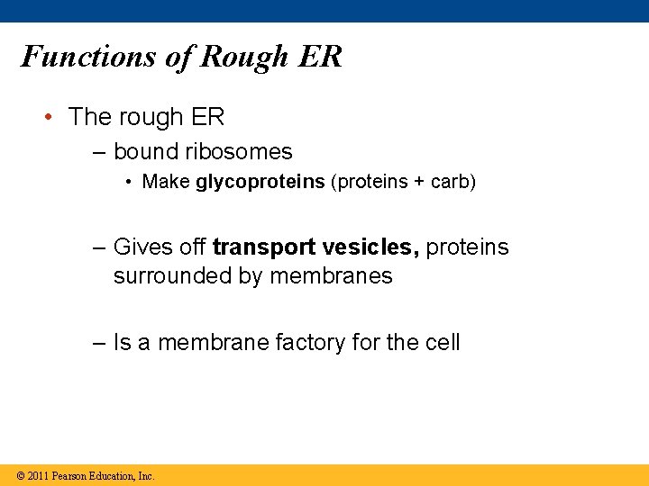 Functions of Rough ER • The rough ER – bound ribosomes • Make glycoproteins