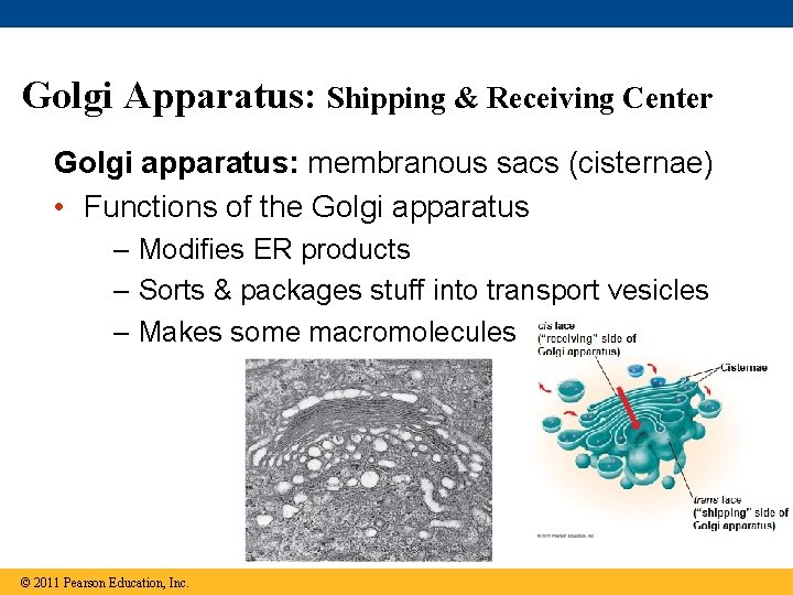 Golgi Apparatus: Shipping & Receiving Center Golgi apparatus: membranous sacs (cisternae) • Functions of