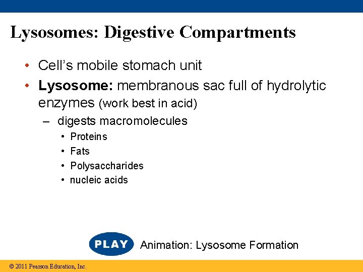 Lysosomes: Digestive Compartments • Cell’s mobile stomach unit • Lysosome: membranous sac full of