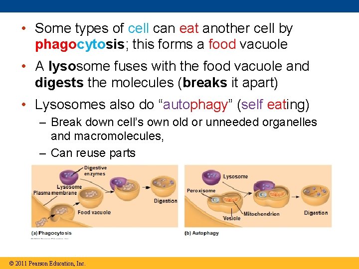  • Some types of cell can eat another cell by phagocytosis; this forms