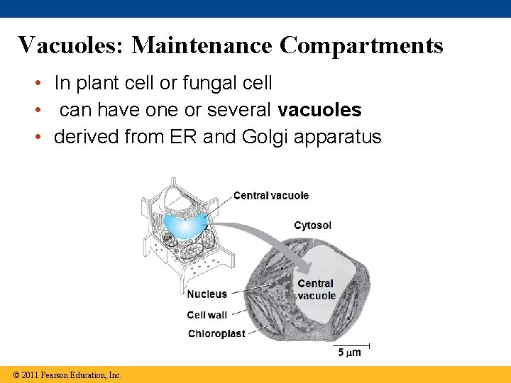 Vacuoles: Maintenance Compartments • In plant cell or fungal cell • can have one