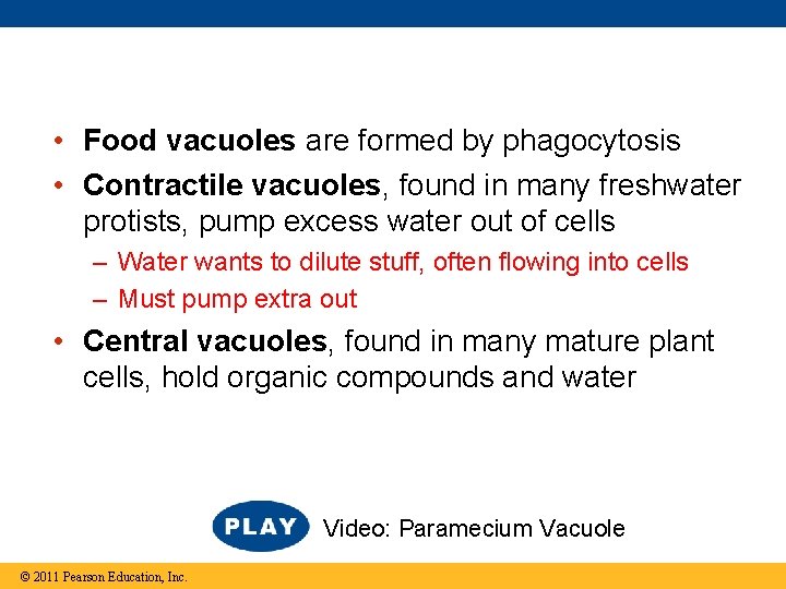  • Food vacuoles are formed by phagocytosis • Contractile vacuoles, found in many