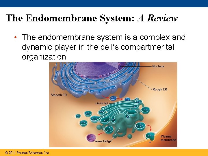 The Endomembrane System: A Review • The endomembrane system is a complex and dynamic