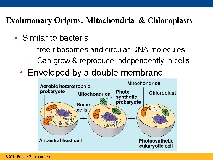 Evolutionary Origins: Mitochondria & Chloroplasts • Similar to bacteria – free ribosomes and circular