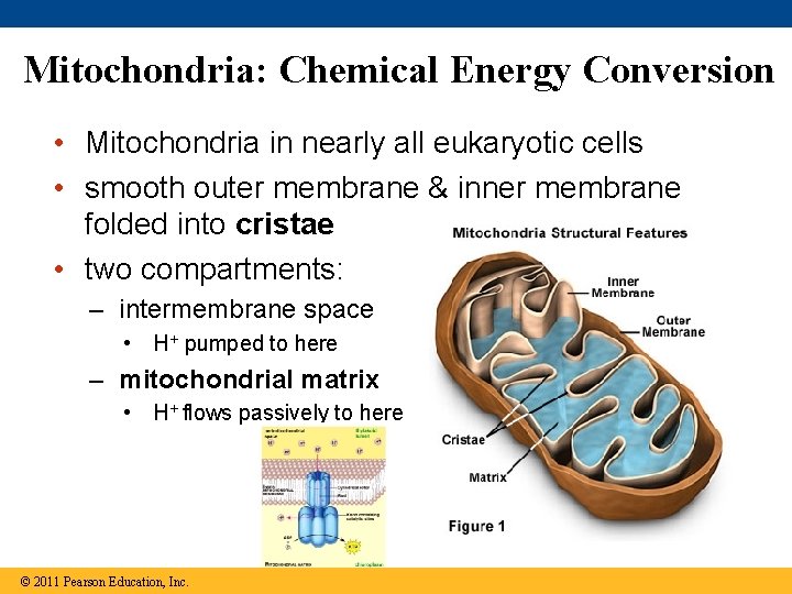 Mitochondria: Chemical Energy Conversion • Mitochondria in nearly all eukaryotic cells • smooth outer