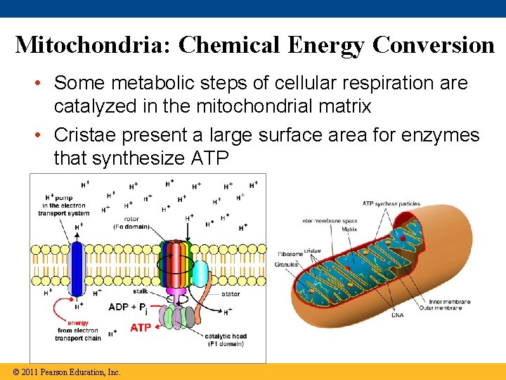 Mitochondria: Chemical Energy Conversion • Some metabolic steps of cellular respiration are catalyzed in