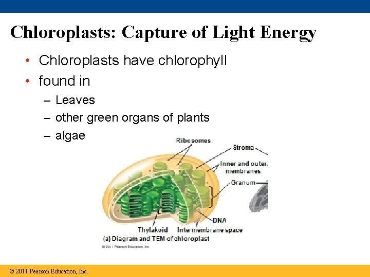 Chloroplasts: Capture of Light Energy • Chloroplasts have chlorophyll • found in – Leaves