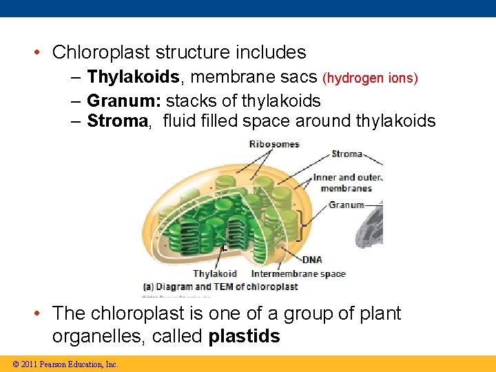  • Chloroplast structure includes – Thylakoids, membrane sacs (hydrogen ions) – Granum: stacks
