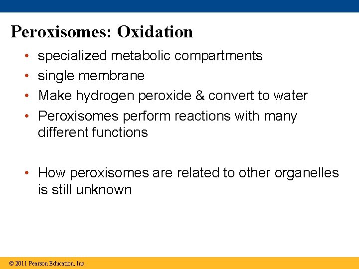 Peroxisomes: Oxidation • • specialized metabolic compartments single membrane Make hydrogen peroxide & convert