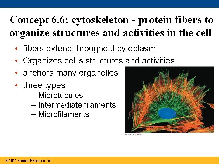 Concept 6. 6: cytoskeleton - protein fibers to organize structures and activities in the