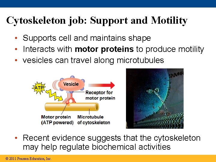 Cytoskeleton job: Support and Motility • Supports cell and maintains shape • Interacts with