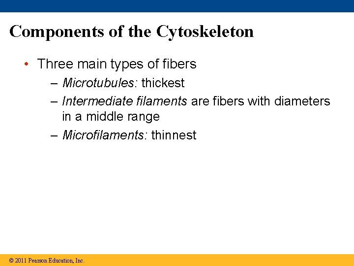 Components of the Cytoskeleton • Three main types of fibers – Microtubules: thickest –