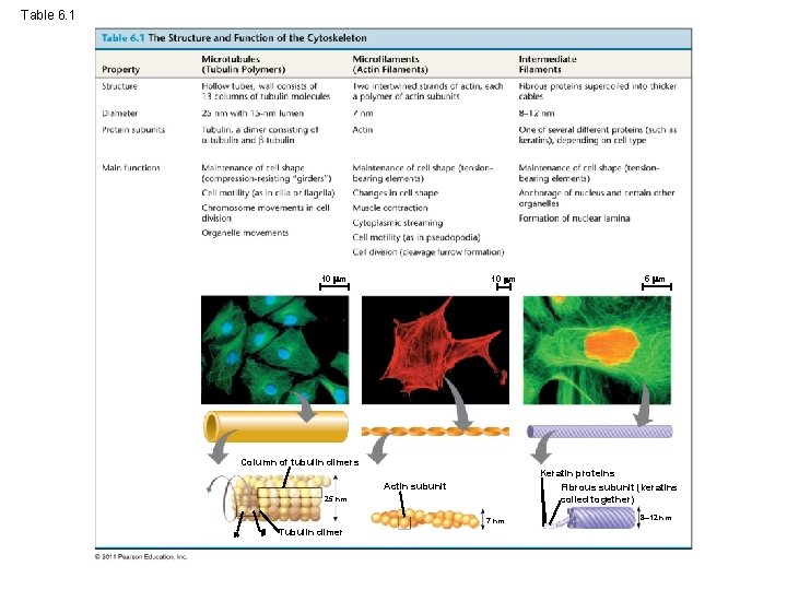 Table 6. 1 10 m 5 m Column of tubulin dimers Keratin proteins Fibrous